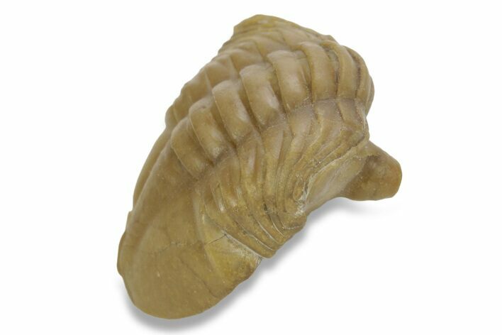 Bargain, Enrolled Asaphus Punctatus Trilobite - Russia #363093